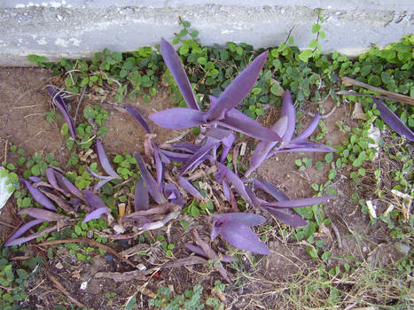 purple flowers