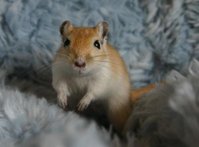 Gerbil