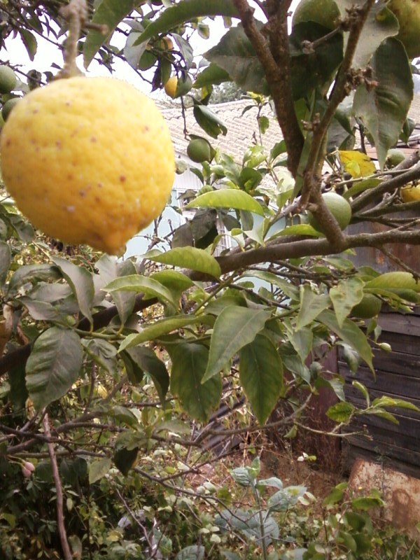 Limon ...