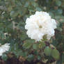 A white rose