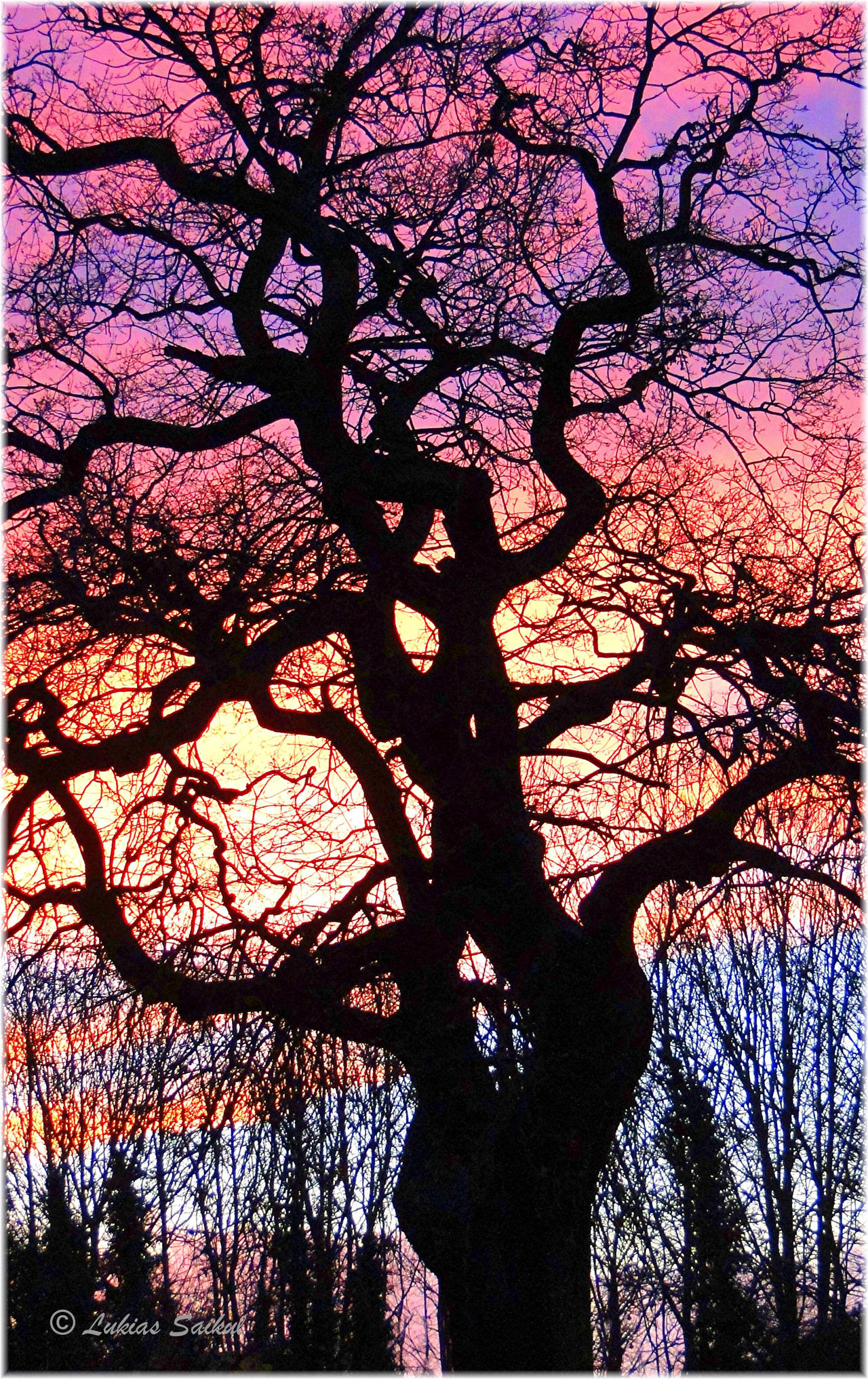 The old oak tree