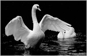 Swan VIII