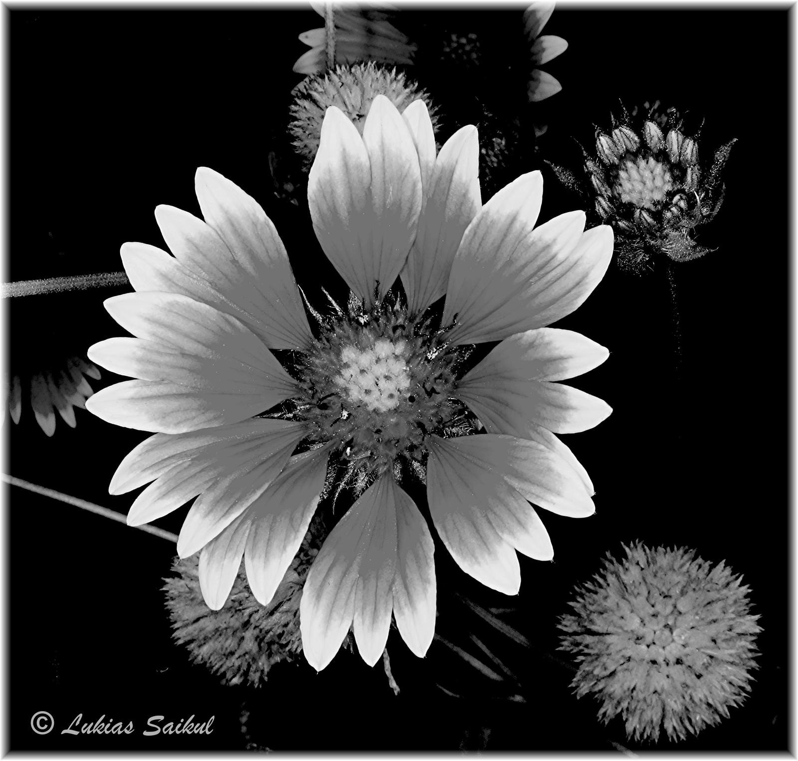 Summer Flower III in B/W