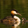 Great Crested Grebe with Young