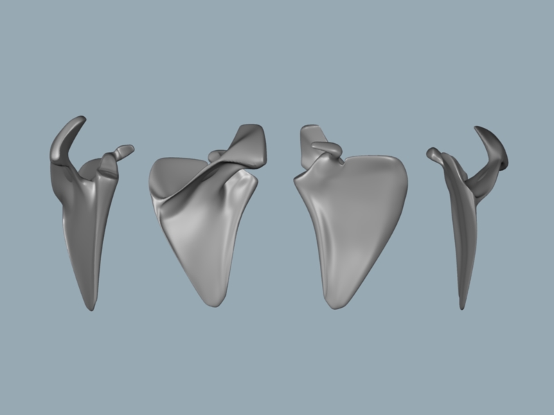 Scapula 4 Angles