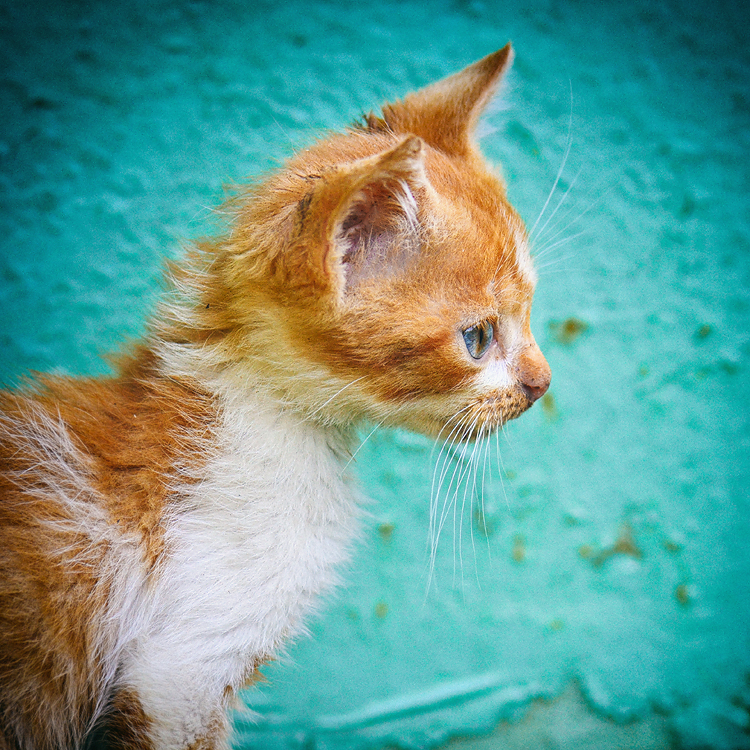 Portrait of a noble feline