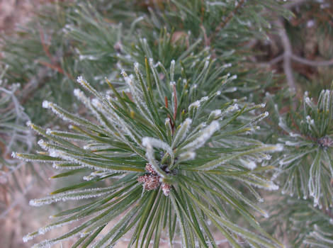 Fir tree