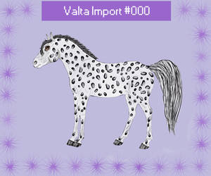 Valta Horse Design : Peacock Leopard Spot Appaloos