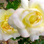 White roses