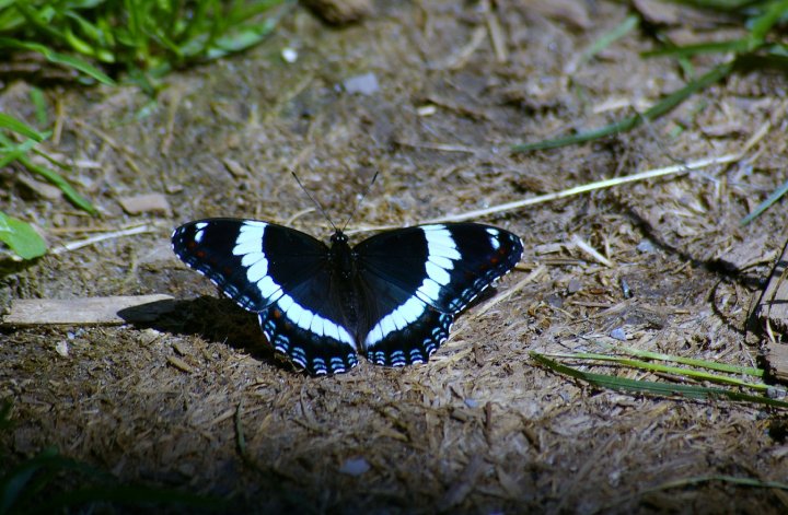 Black and White Butterfly