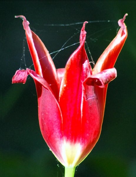 Dying Tulip