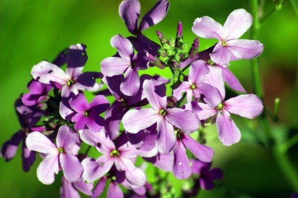 Purple Flower