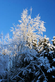 Snow trees