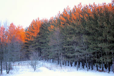 Golden Trees