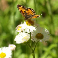 Spring Butterfly