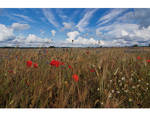 fields of gold by vonrubinstein