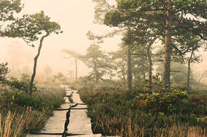 bog trail