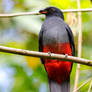 Slaty-tailed Trogon