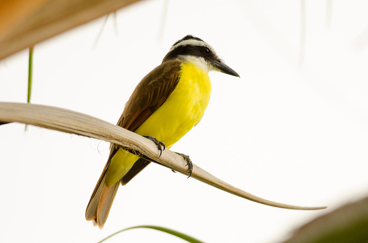 Great Kiskadee