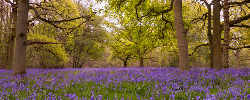 Bluebell blanket