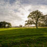 Late evening shadows