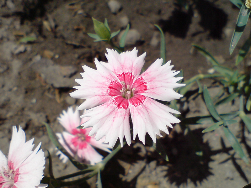 Pink Flower