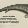 Tiktaalik roseae