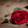 Red Rose