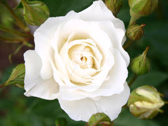 Simple White Rose