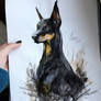 Doberman