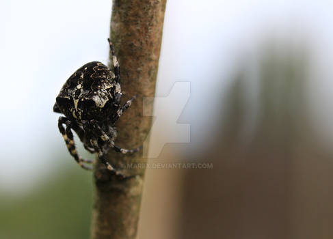 Araneus angulatus