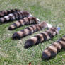 Raccoon Tails Left Side View 1