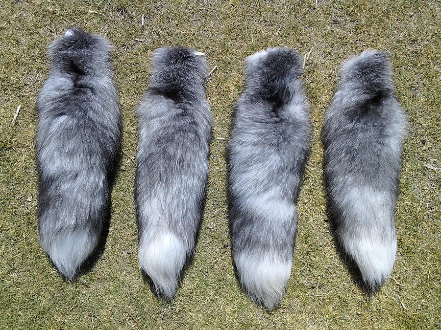 Blue Frost Fox tails 2