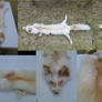 -GHOST- Pale Platinum Gold Fox FOR SALE