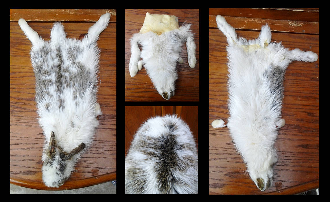 Dry Tanned Domestic Rabbit Pelt [SOLD] by MilkyFoxWhiskers on