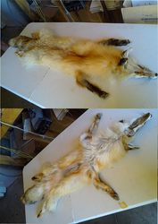 Red fox pelt for sale
