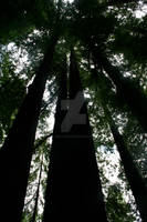 redwoods