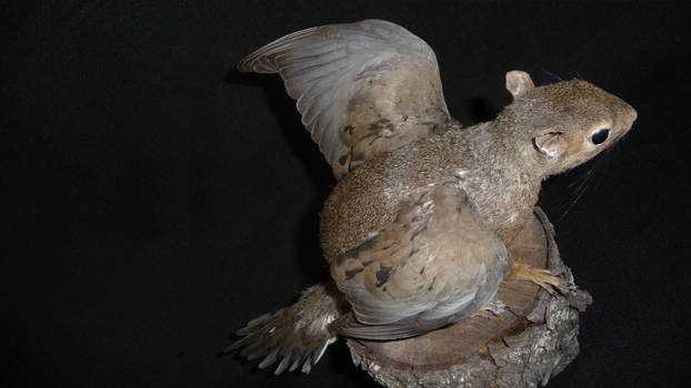 Winged Squirrel (Taxidermy)