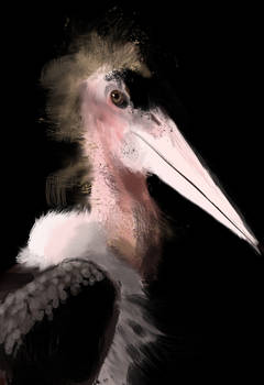 Marabou Stork-speedpainting