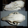 Gray Fox Skull