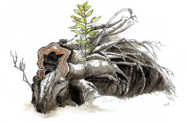 Fallen tree by rod-roesler