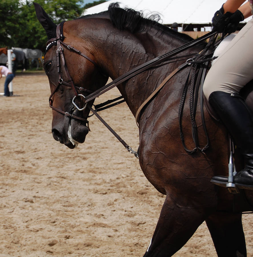 HC 29 by anneandstock
