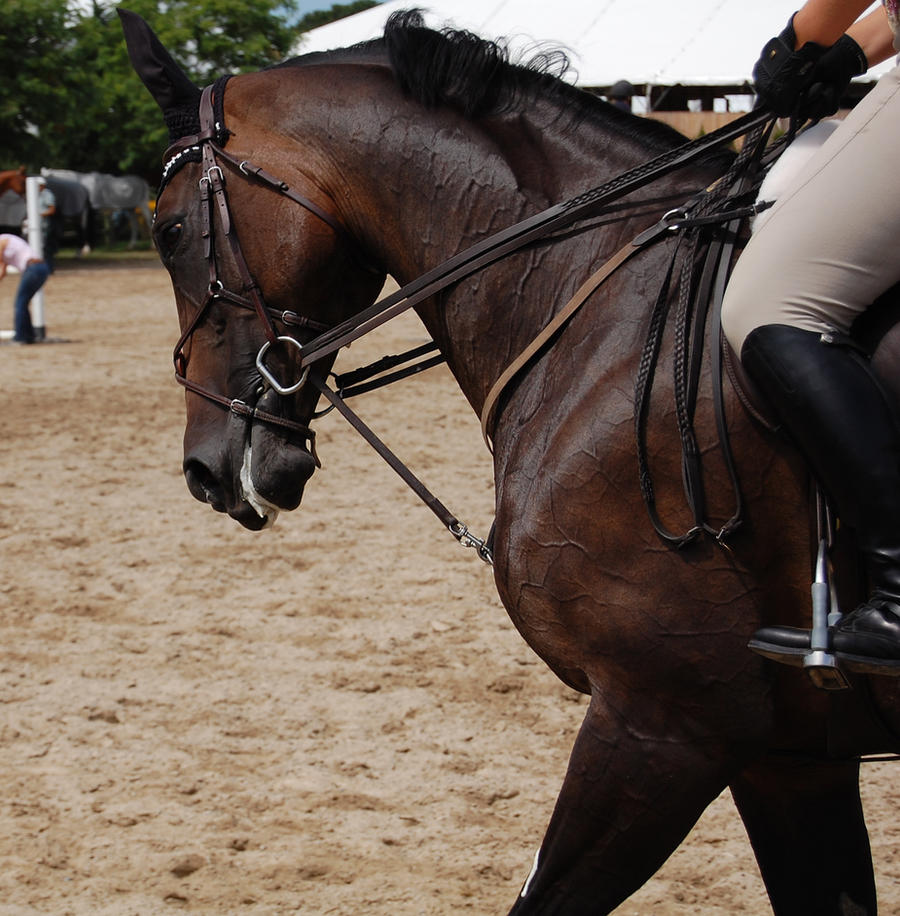HC 29 by anneandstock