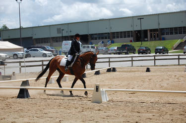 Dressage 20