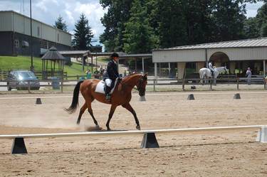 Dressage 21