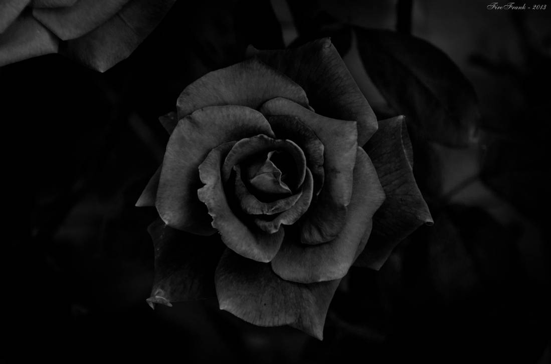 Sad Rose by firefrank on DeviantArt