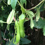 pitcher plants