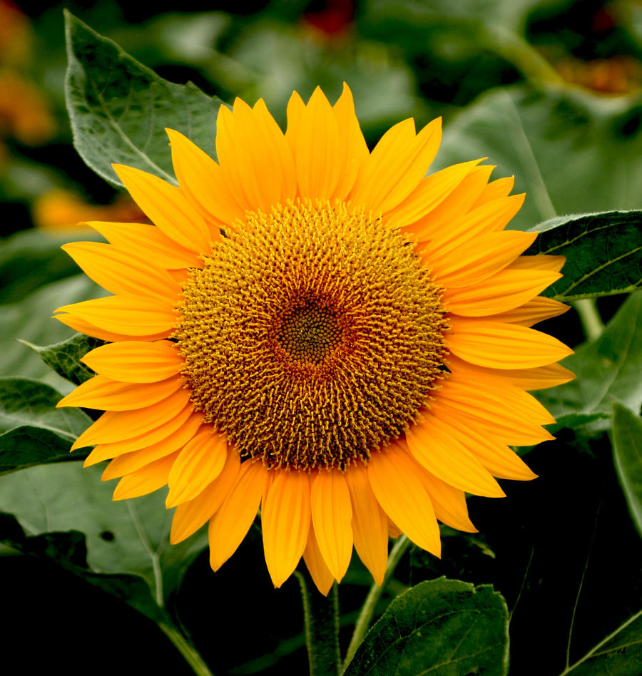 Sunflower