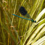 Green Dragon