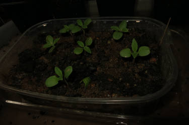 baby sesame seedlings